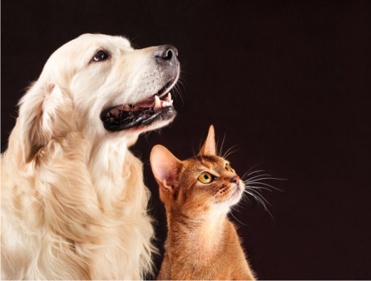 Animais de estimacao