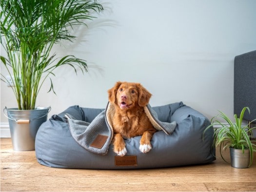 animais imoveis figueira da foz